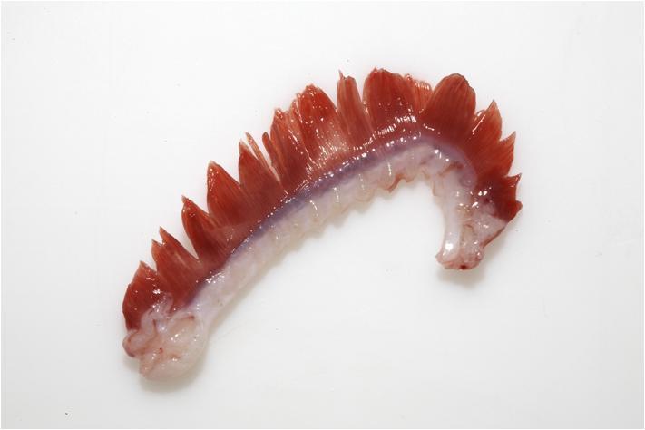(Gill arch)