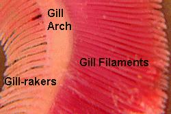 άκανθες (Gill
