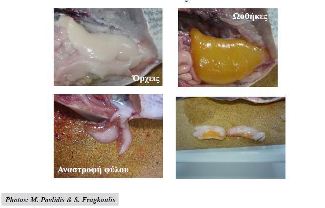 Γονάδες (Gonads) Testes