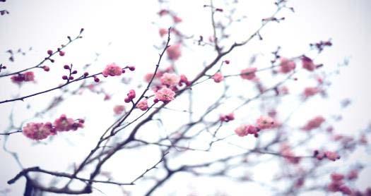 εσείς το ξέρατε; Με άνθη κερασιάς (Sakura) Ηταν, λέει ο μύθος, πέρα στην Ιαπωνία, στη χώρα την γενέθλια της Sakura, της άγονης κερασιάς, μια πριγκίπισσα γέννημα των Ουρανών που την άφησαν εκείνοι στη