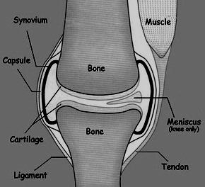 1.2 ΑΝΑΤΟΜΙΑ ΓΟΝΑΤΟΥ Το γόνατο είναι μία από τις μεγαλύτερες αρθρώσεις του σώματος. Τα οστά που το αποτελούν είναι το οστό του μηρού, της κνήμης και της επιγονατίδας.