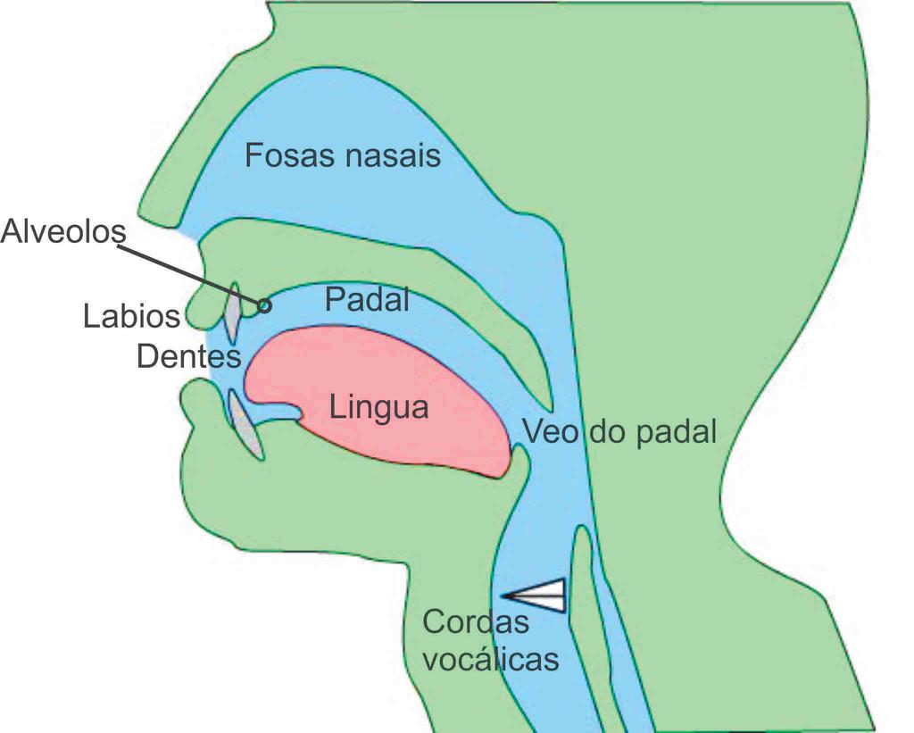 Articulación SISTEMA