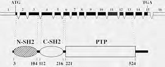 Εικόνα 4: Δομή του γονιδίου PTPN11 (Tartaglia et al. 2001). Μέχρι τώρα, έχουν βρεθεί έντεκα σημειακές μεταλλάξεις στο γονίδιο, που προκαλούν αλλαγή στην αμινοξική ακολουθία και συνδέονται με το LS.