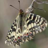 [Lepidoptera, Papilionidae] et son habitat dans la plaine