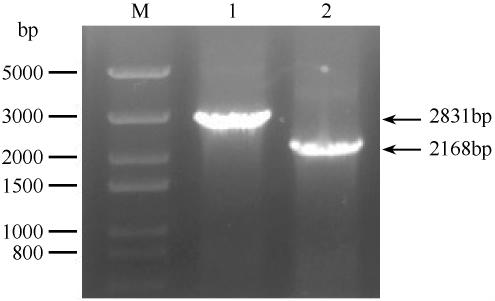 1480 Xiaoman Li et al. / Acta Microbiologica Sinica 2011 51 11 P4 P5 P6 PCR 1. 1 kb 2. 4 prob pmd19-t E.