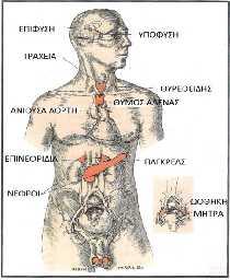 ΚΕΦΑΛΑΙΟ 1 ο ΕΝΔΟΚΡΙΝΙΚΟ ΣΥΣΤΗΜΑ-ΟΡΜΟΝΕΣ 1.
