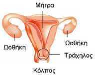 2.9. ΩΟΘΗΚΕΣ Οι ωοθήκες είναι δύο μικροί αδένες, οι οποίοι αποτελούν τμήμα του γυναικείου αναπαραγωγικού συστήματος. Μετά τον υποθάλαμο και την υπόφυση, τρίτος βασικός Εικόνα 1.