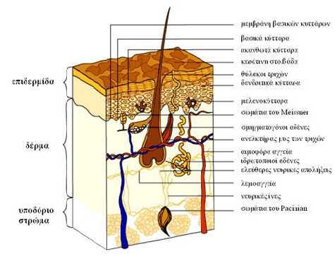 ΚΕΦΑΛΑΙΟ 2 ο ΤΟ ΔΕΡΜΑ Εικόνα 2.1: Το δέρμα 1.ΤΟ ΔΕΡΜΑ Το δέρμα είναι ένα πολύτιμο όργανο του σώματος στο οποίο εκτελούνται πολλές και σημαντικές φυσιολογικές λειτουργίες. Αποτελείται από δύο στιβάδες.