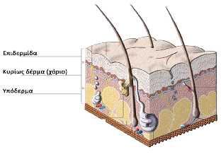 1.3. ΤΟ ΧΟΡΙΟ Ή ΚΥΡΙΩΣ ΔΕΡΜΑ Εικόνα 2.4: Το χόριο Το χόριο τρέφει και υποστηρίζει την επιδερμίδα. Στο χόριο υπάρχουν αυτόχθονα και ετερόχρονα κύτταρα.