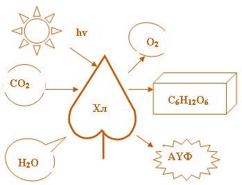 Фотосинтездің жалпы сипаттамасы Фотосинтез хлорофиллмен сіңіріліп, өзгерген жарық энергиясы есебінен СО2 мен Н2О-дан органикалық қосылыстардың бастапқы синтез үдерісі.