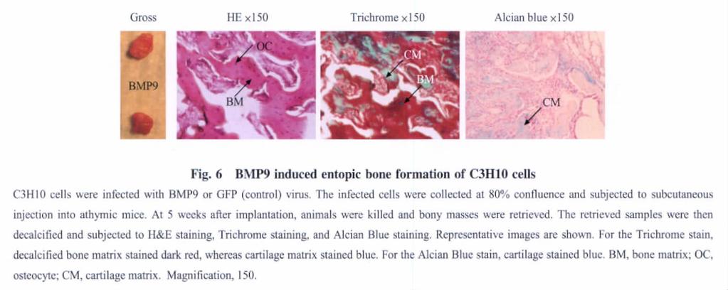 1296 Prog Biochem Biophys 29; 36 (1) GFP 5 Trichom Alcian blue H&E Alcian blue Trichome H&E Trichome BMP9 ( 6) ( bone matrix BM ) ( osteocyte OC ) (cartilage matrix CM) Fig 6 BMP9 induced entopic
