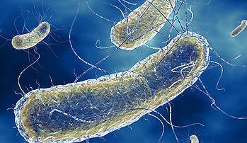 Entero invasive Ε. coli-eiec προκαλεί αιματηρή διάρροια και δυσεντερία Enterohemorrhagic Ε.
