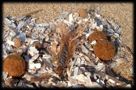 ζωστέρα δεν είναι φύκη αλλά θαλάσσια φυτά με ρίζες, βλαστό, φύλλα, άνθη