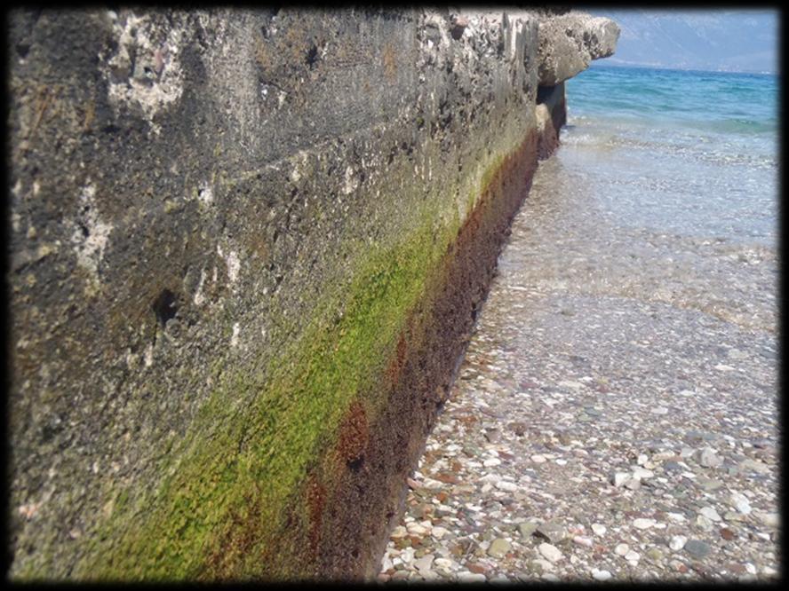 Enteromorpha Επιφυτική ανάπτυξη