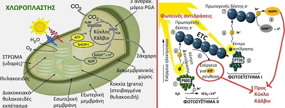 Φυκολογία - Τι είναι και που γίνεται φωτοσύνθεση Η φωτοσύνθεση είναι η θαυμαστή χημική διεργασία που παράγει σάκχαρα σε οργανισμούς οι οποίοι στο κύτταρό τους έχουν το μεγαλομόριο χλωροφύλλη.