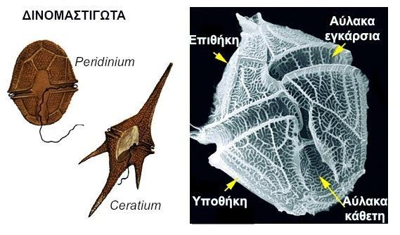 Paramecium), τα παρασιτικά ακροσύνθετα (π.χ.