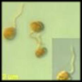 μαστίγιο Λείο μαστίγιο Phaeophyceae