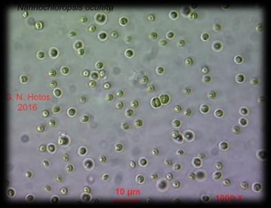 Mallomonas Phaeothamniophyceae