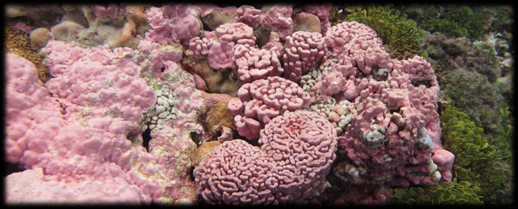 Φυκολογία - Ροδόφυτα Jania Corallina officinalis ΡΟΔΟΦΥΤΑ: Μακροφύκη (> 4000 ειδών)