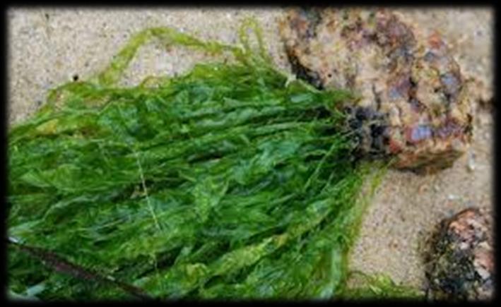 (κυανοβακτήρια σε διαίρεση) Spirulina (Arthrospira) Θαλλός