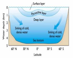 Υπενθυμίζεται ότι στην ωκεανογραφία, ζώνη της πυκνοκλινούς (pycnocline) αποκαλείται το όριο πουχωρίζειδύουγράστρώματαδιαφορετικών πυκνοτήτων.
