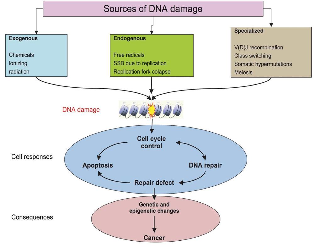 Μηχανισμοί βλαβών στο γενετικό υλικό και μηχανισμοί επιδιόρθωσης (DNA Damage- DNA repair) Ακόμα και υπό κανονικές κυτταρικές συνθήκες, το γονιδιακό DNA βρίσκεται υπό συνεχή πίεση για