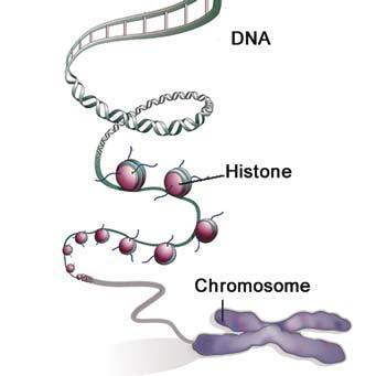 Τα βιολογικά μακρομόρια είναι οι πρωτεΐνες, τα νουκλεϊκά οξέα (DNA, RNA), οι υδατάνθρακες και τα λιπίδια. Όλες οι βιολογικές διεργασίες βασίζονται στις ποικίλες δράσεις των πρωτεϊνών.