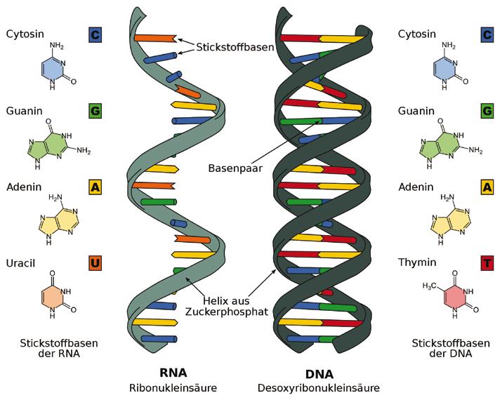 Εδώ πρέπει να σημειωθεί ότι τα νουκλεοτίδια δεν συμμετέχουν μόνο στη δομή του DNA και του RNA, αλλά συναντώνται και ως ελεύθερα νουκλεοτίδια, εκ των οποίων το σημαντικότερο για τον μεταβολισμό του