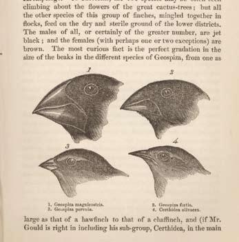 2002, The Complete Work of Charles Darwin Online, http://darwin-online.org/uk/). Ο κορμοράνος των νησιών Γκαλαπάγκος με τα ατροφικά φτερά. για μεγάλο διάστημα χωρίς φαγητό και νερό.