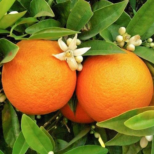 Από τότε είναι που το πορτοκάλι έχει αυτό το λαμπερό χρώμα.