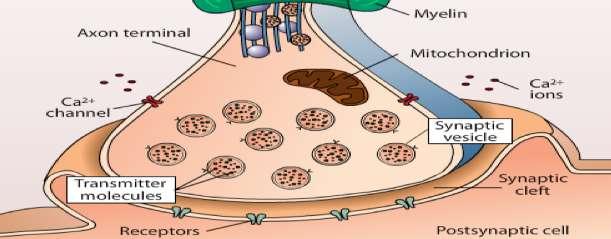 ΧΗΜΙΚΗ ΣΥΝΑΨΗ Σχηματίζεται απο εξειδικευμένες δομές των τελικών απολήξεων του προσυναπτικού νευράξονα και του μετασυναπτικού νευρώνα ή κυττάρου στόχου, και παρουσιάζουν μεγάλη