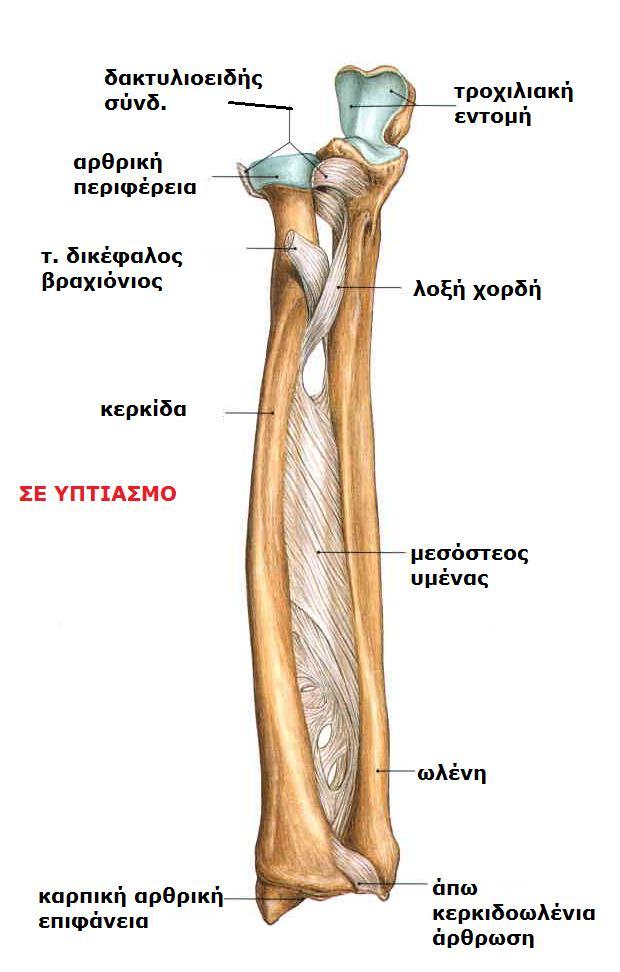 Sobotta, Atlas of human anatomy Volume1, Head
