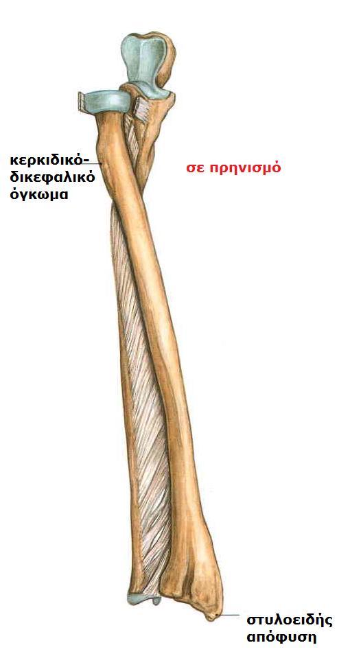 Sobotta, Atlas of human anatomy Volume1, Head
