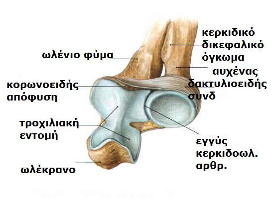 Sobotta, Atlas of human anatomy Volume1, Head