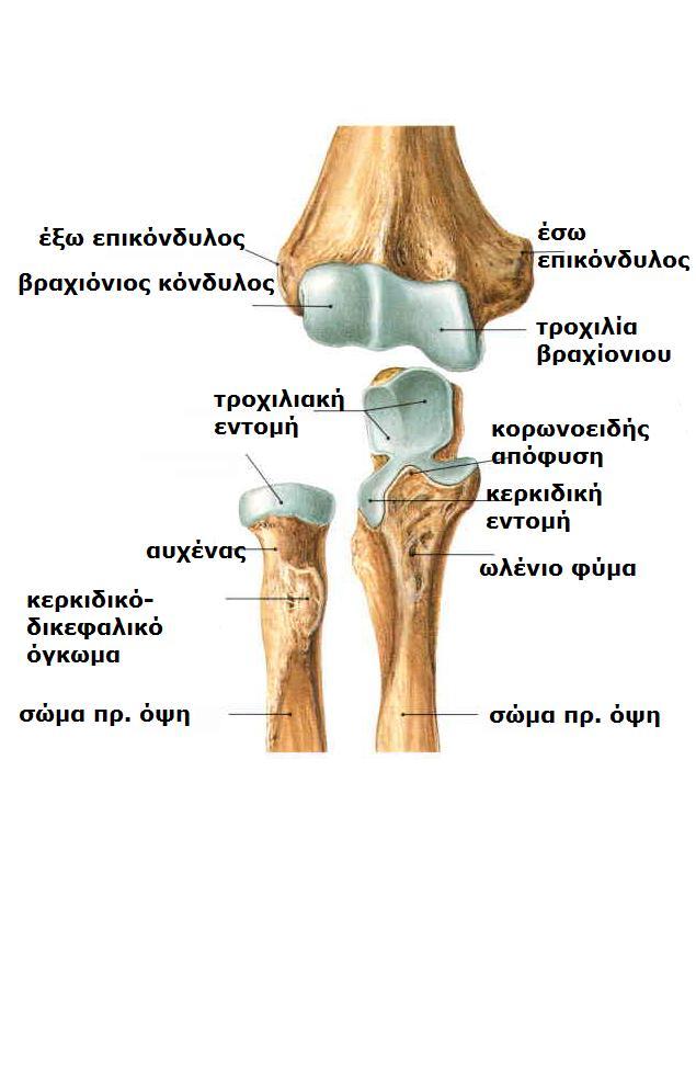Sobotta, Atlas of human anatomy Volume1, Head