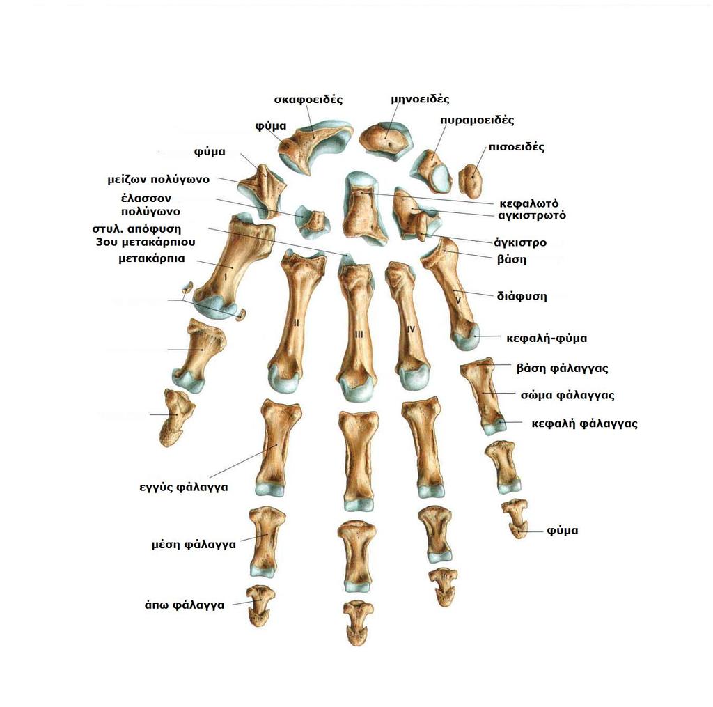 Sobotta, Atlas of human anatomy Volume1, Head