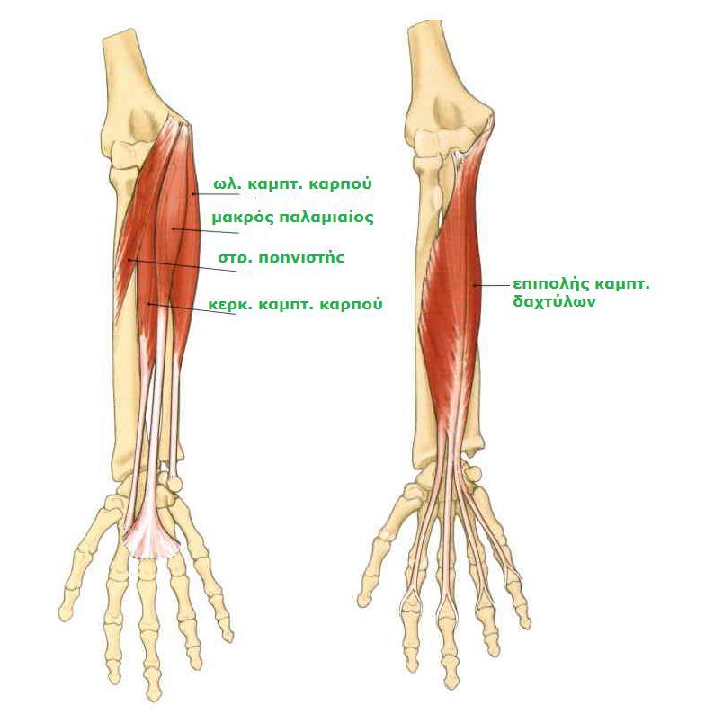 Sobotta, Atlas of human anatomy Volume1, Head