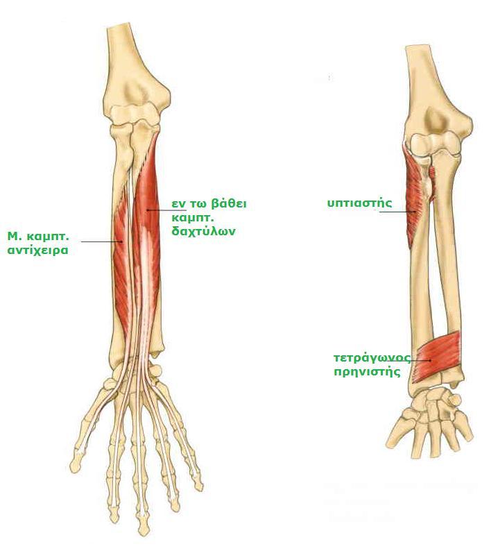 Sobotta, Atlas of human anatomy Volume1, Head