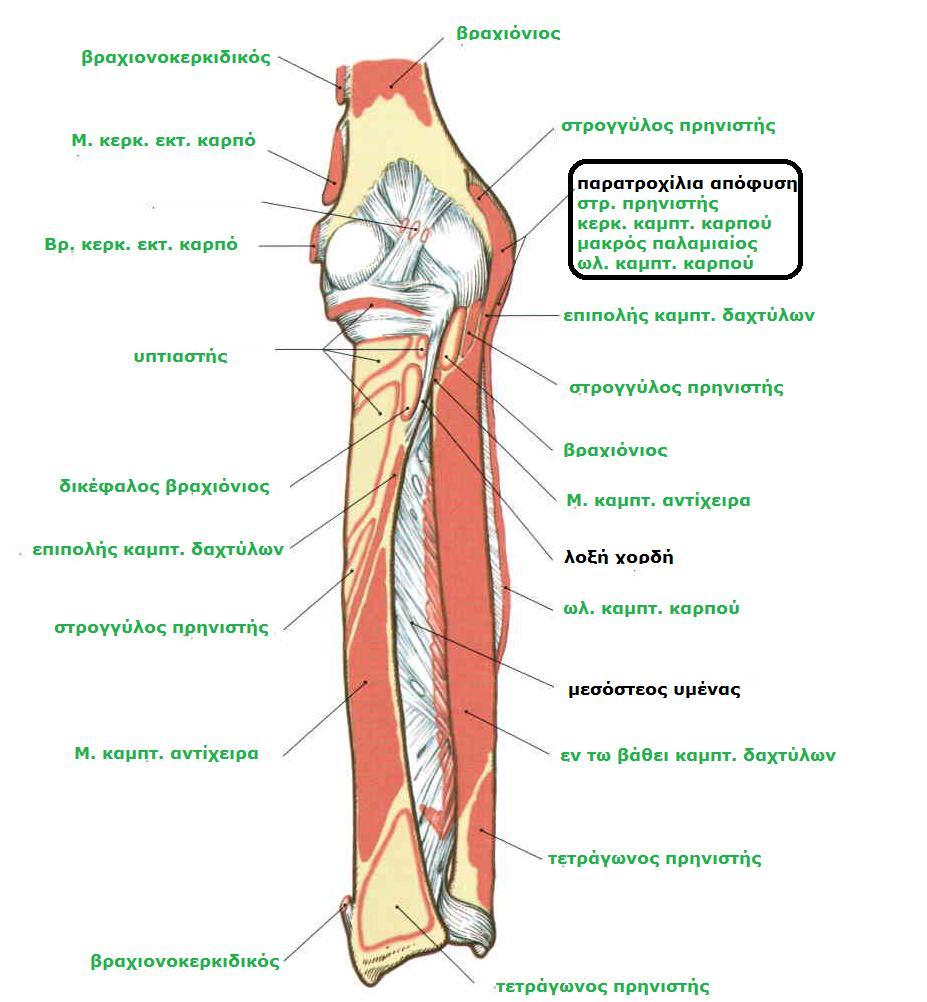Sobotta, Atlas of human anatomy Volume1, Head