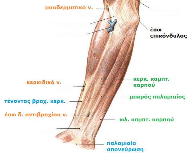 Sobotta, Atlas of human anatomy Volume1, Head