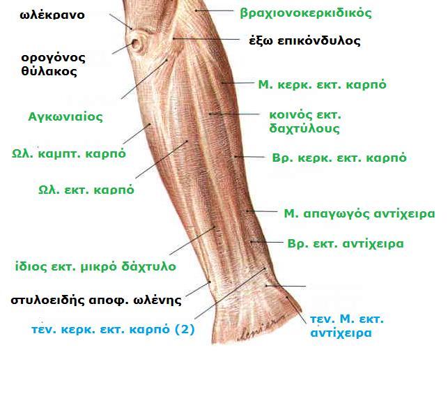 Sobotta, Atlas of human anatomy Volume1, Head