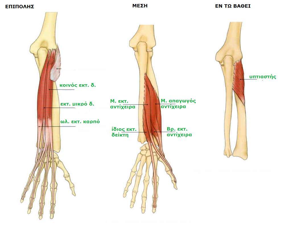 ΑΧΙΑΙΟΙ ΜΥΣ ΡΗΧΗ Sobotta, Atlas of human anatomy Volume1,