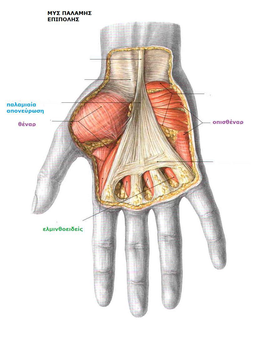 Sobotta, Atlas of human anatomy Volume1, Head