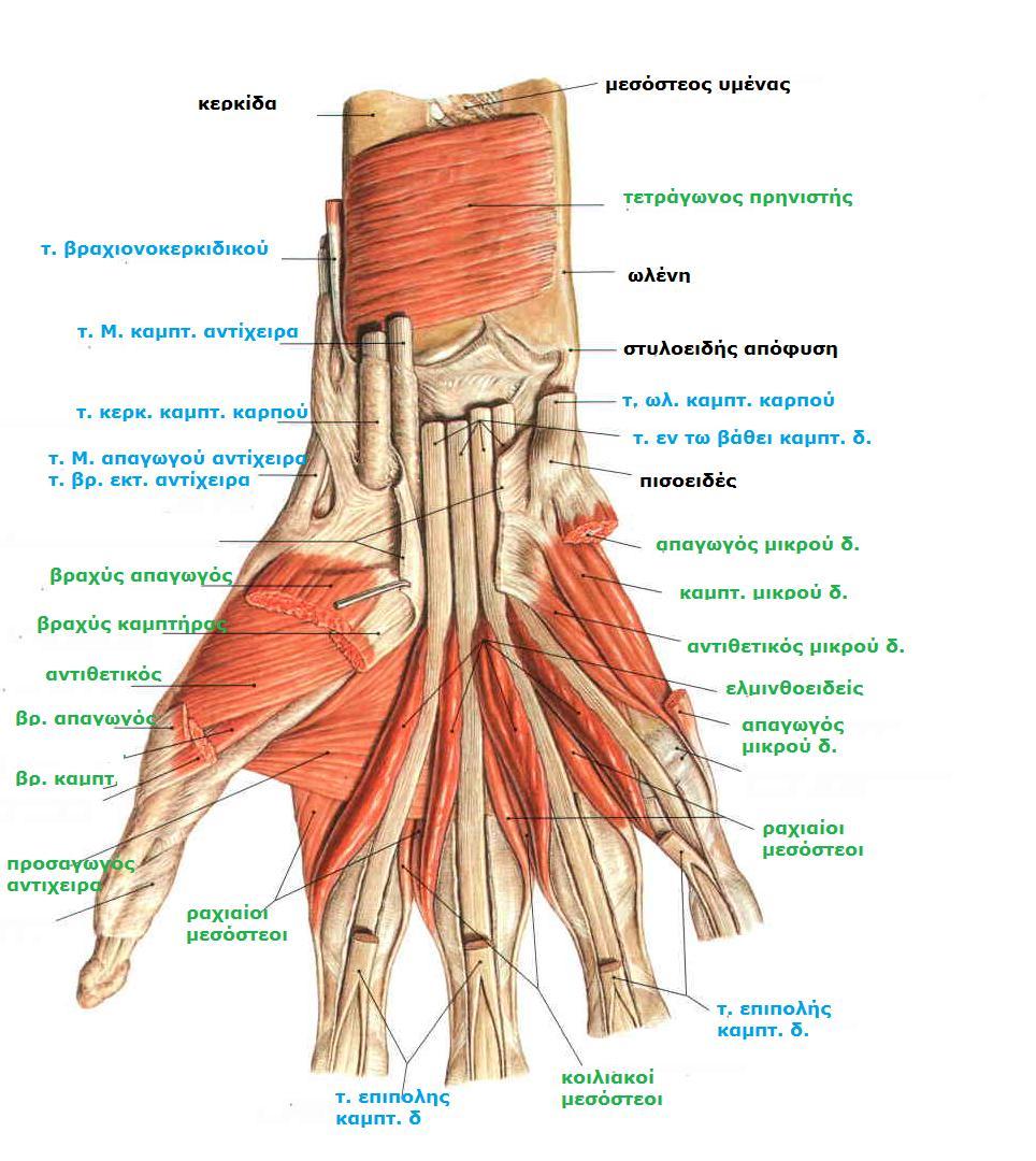 Sobotta, Atlas of human anatomy Volume1, Head