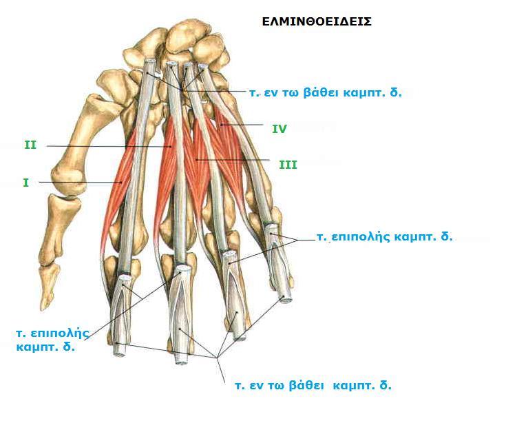Sobotta, Atlas of human anatomy Volume1, Head
