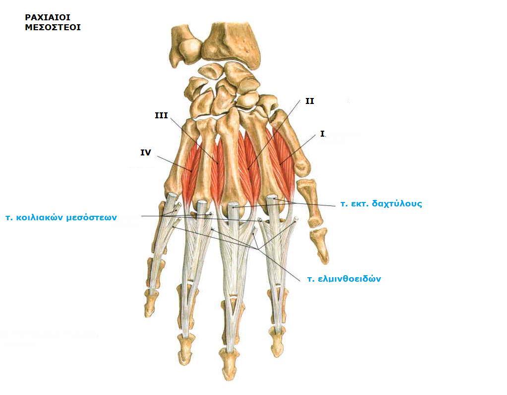Sobotta, Atlas of human anatomy Volume1, Head