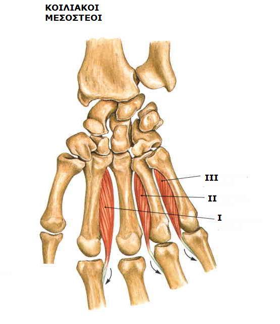 Sobotta, Atlas of human anatomy Volume1, Head