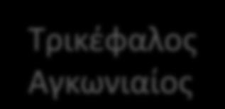 Δικζφαλοσ βραχιόνιοσ