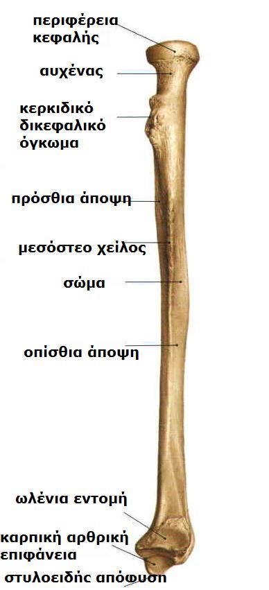 Sobotta, Atlas of human anatomy Volume1, Head
