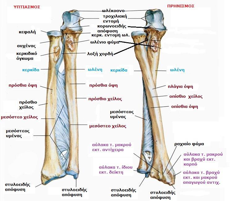 Sobotta, Atlas of human anatomy Volume1, Head